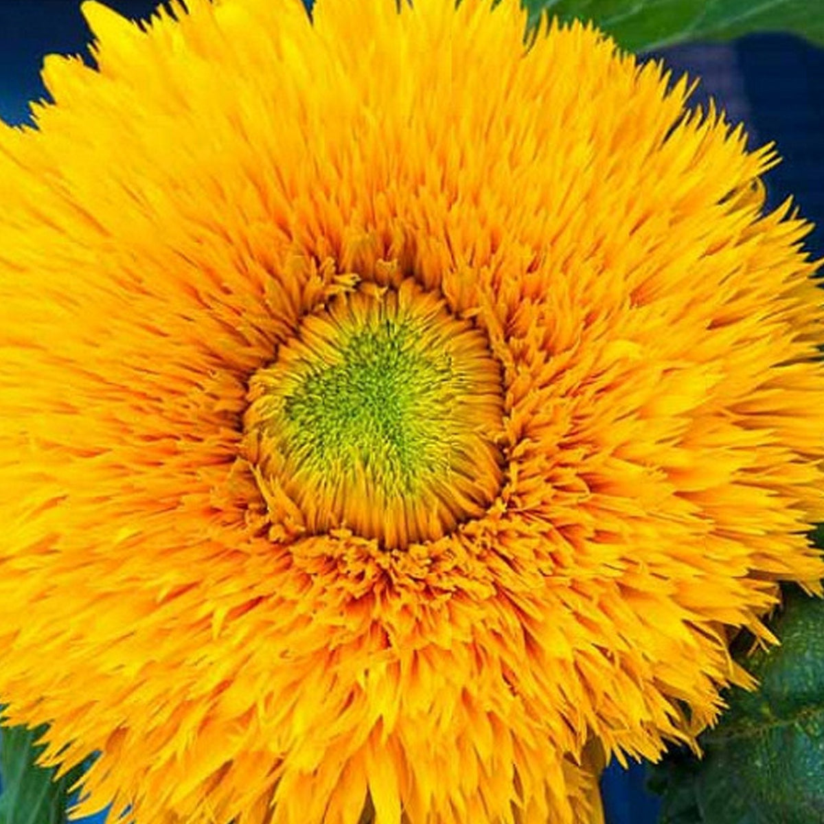 The Sunflower Growbar - Boo•kay ldn